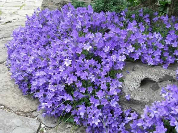 Колокольчик Портеншлага &amp;#039;Clockwise Compact Deep Blue&amp;#039;, С1-3