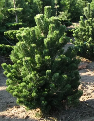 Сосна черная &amp;#039;Pinus nigra&amp;#039;, 160-180,ком
