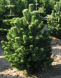 Сосна черная &amp;#039;Pinus nigra&amp;#039;, 160-180,ком