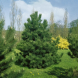 Сосна черная &amp;#039;Pinus nigra&amp;#039;, 160-180,ком