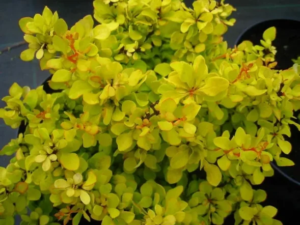Барбарис тунберга &amp;#039;Golden Carpet&amp;#039;, 20-30, С3
