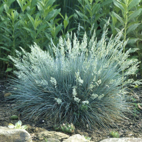 Овсяница сизая &amp;#039;Варна&amp;#039;, С3
