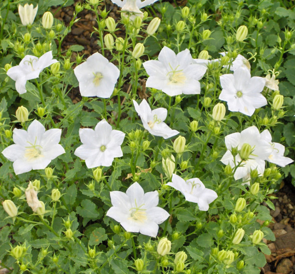 Колокольчик карпатский &amp;#039;Pearl White&amp;#039;, С1-3