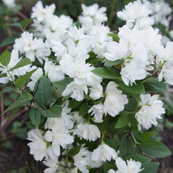 Чубушник венечный &amp;#039;Minnesota Snowflake&amp;#039;, 200-230, WRB