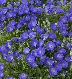 Колокольчик карпатский 'Pearl Deep Blue', С1-3