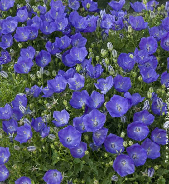 Колокольчик карпатский &amp;#039;Pearl Deep Blue&amp;#039;, С1-3