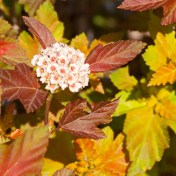 Пузыреплодник калинолистный 'Amber Jubille', 60-80, С5