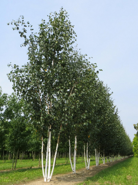 Береза полезная  &amp;#039;Жакмана&amp;#039;, 300-400, поле