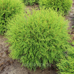 Туя западная 'Woodwardii', 60-80, С35