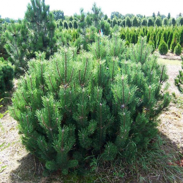 Сосна горная mugo (mughus), 40-60, С20