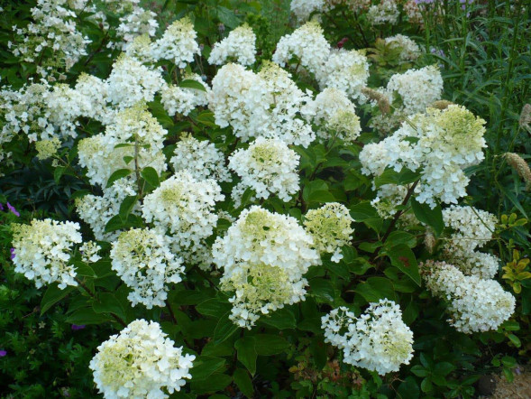Гортензия метельчатая &amp;#039;Бомбшелл&amp;#039;, 40-60, С5