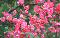 Ханомелес &amp;quot;Pink Lady&amp;quot; St110, С5