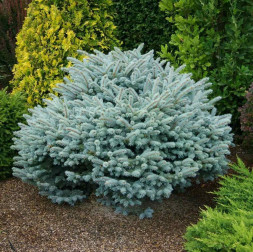 Ель колючая 'Glauca Globosa', 40-50, С20