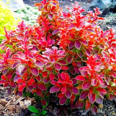 Барбарис тунберга &amp;#039;Ruby Star&amp;#039;, 15-20, С3