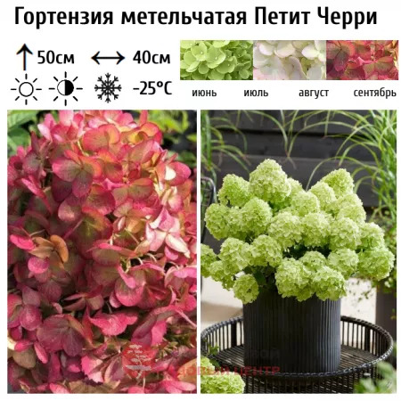 Гортензия метельчатая &amp;#039;Petite Cherry&amp;#039;, 30-40, С20