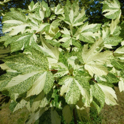 Клен ложноплатановый 'Leopoldii', 250-300, C65/ грунт