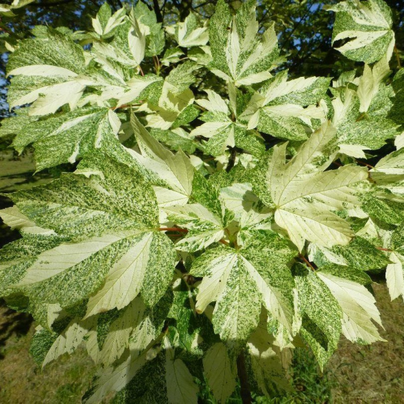 Клен ложноплатановый &amp;#039;Leopoldii&amp;#039;, 250-300, C65/ грунт