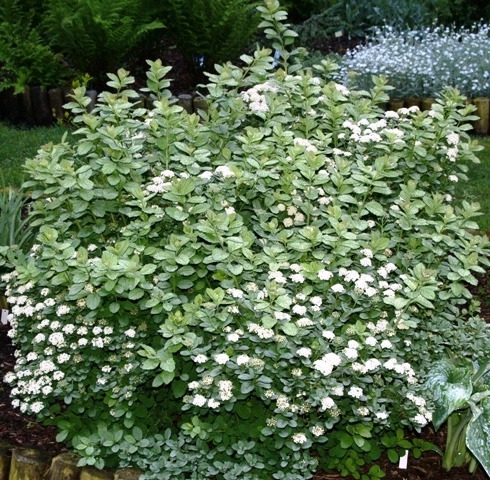 Спирея березолистная &amp;#039;Тор&amp;#039;, 40-60, С10