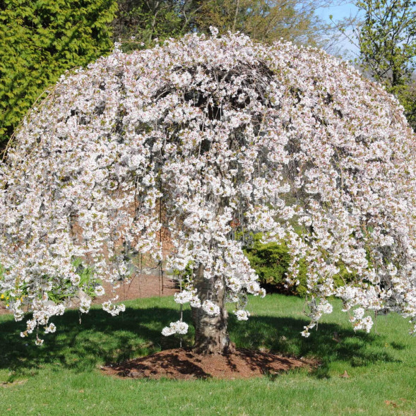 Яблоня сахалинская &amp;#039;Pendula&amp;#039;, Stem220, поле