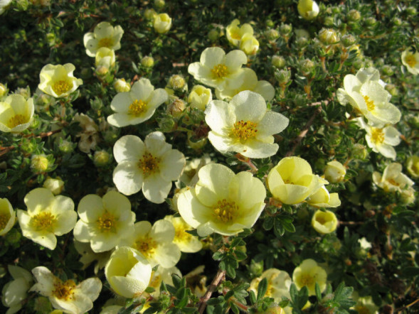 Лапчатка кустарниковая &amp;#039;Primrose Beauty&amp;#039;, 20-30, С5