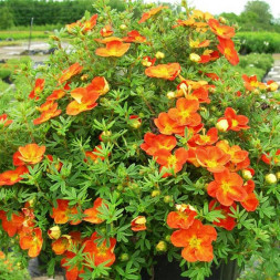 Лапчатка кустарниковая 'Hopley's Orange', 15-20, С3