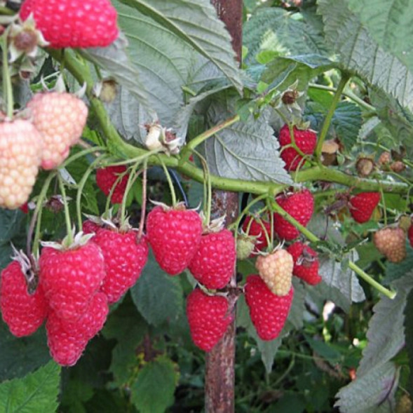 Малина &amp;quot;Жар-птица&amp;quot;, С3