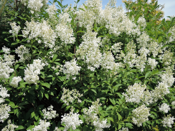 Сирень обыкновенная &amp;#039;Syringa (V) &amp;#039;Agnes Smith&amp;#039;, 30-40, С7,5