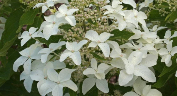 Гортензия метельчатая &amp;#039;Magical Starlight&amp;#039;, 40-60, С10