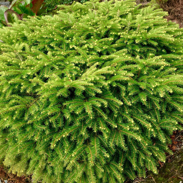 Ель обыкновенная &amp;#039;Нидиформис&amp;#039;, 25-30, С7,5