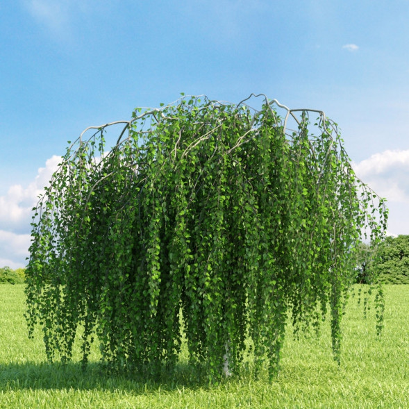 Береза повислая &amp;#039;Youngii&amp;#039;, 300-350, С35