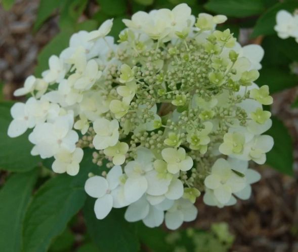 Гортензия метельчатая &amp;quot;Panflora&amp;quot;, 30-50, С10