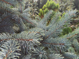 Ель колючая 'Super Blue Seedling', 100-120, С35-С45