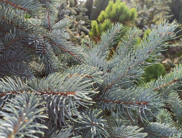 Ель колючая &amp;#039;Super Blue Seedling&amp;#039;, 100-120, С35-С45