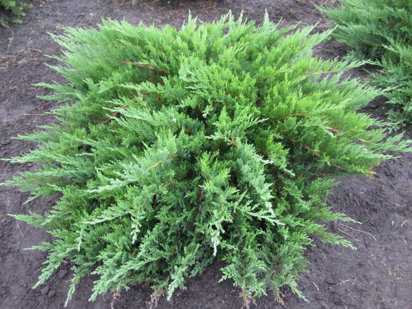 Мож-к казацкий &amp;#039;Tamariscifolia&amp;#039;, 20-30, С3
