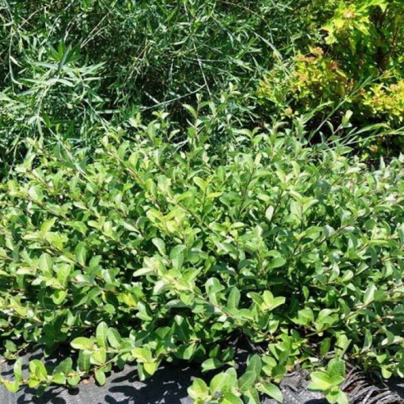 Ива ползучая &amp;#039;Green Carpet&amp;#039;, С3