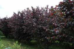 Лещина крупная 'Purpurea', 50-60, С10