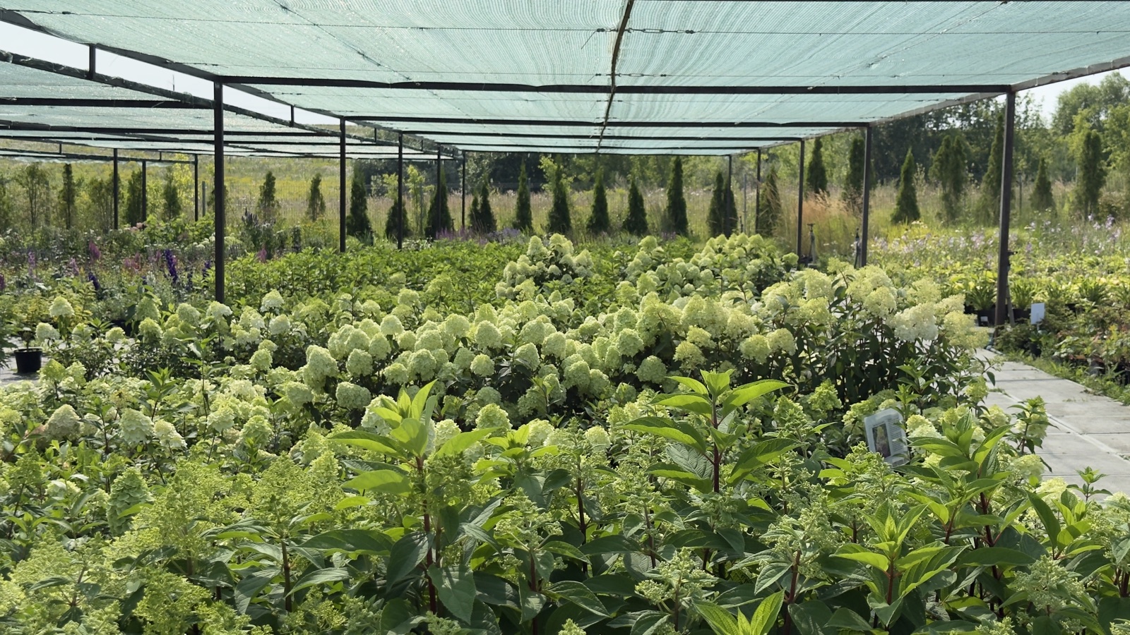 Гортензии под навесом в садовом центре PLANTARUSS
