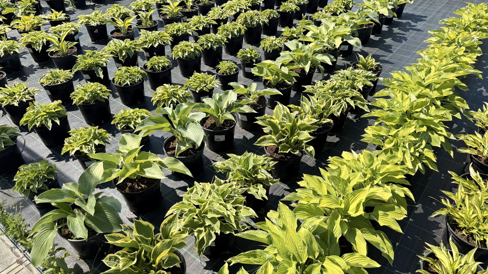 Хосты в садовом центре PLANTARUSS