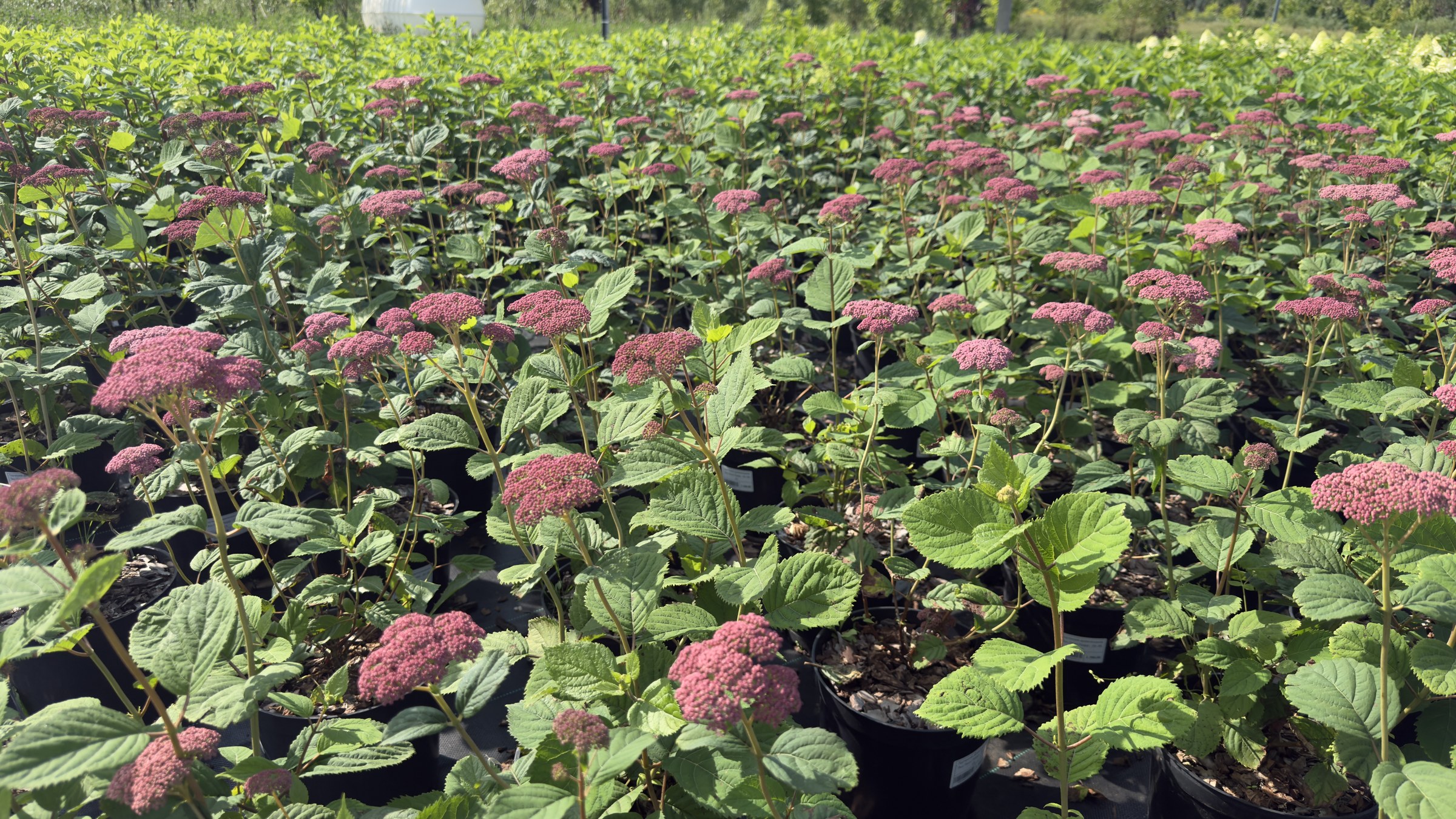 Ряды растений в питомнике PLANTARUSS